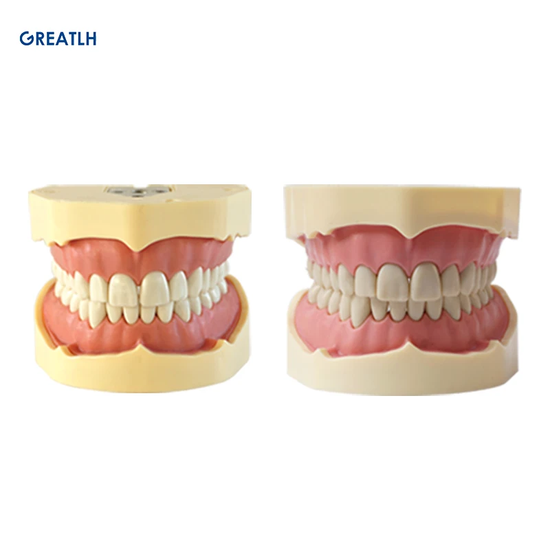 

Teeth Model Fit Frasaco Dental Model Dental Teaching Model Standard Model with 32pcs Screw-in Teeths Demonstration