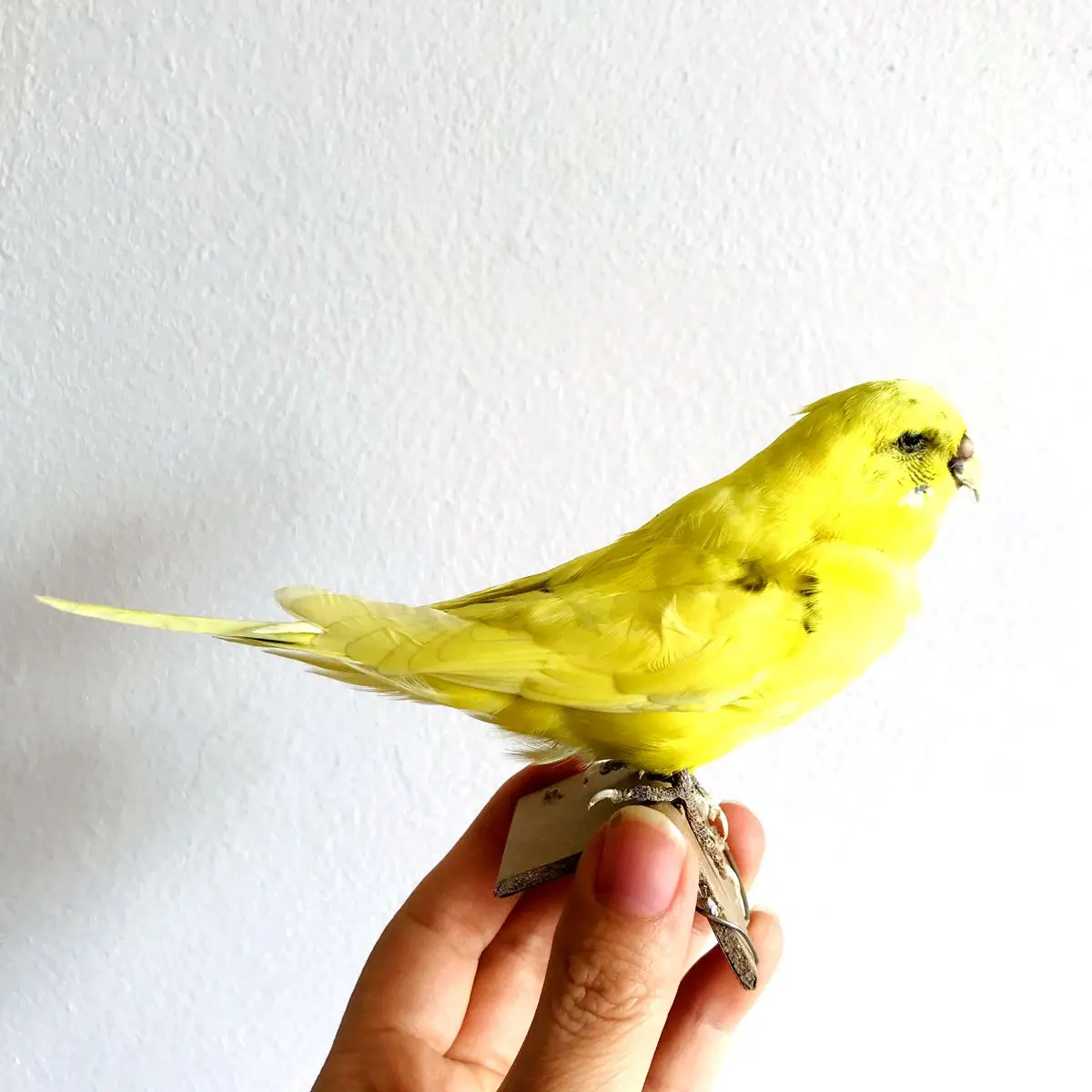 Taxidermy stuffing Eurasian yellow colour Melopsittacus undulatus / Budgerigar Budgie Parrot specimen Teaching / Decoration & 2