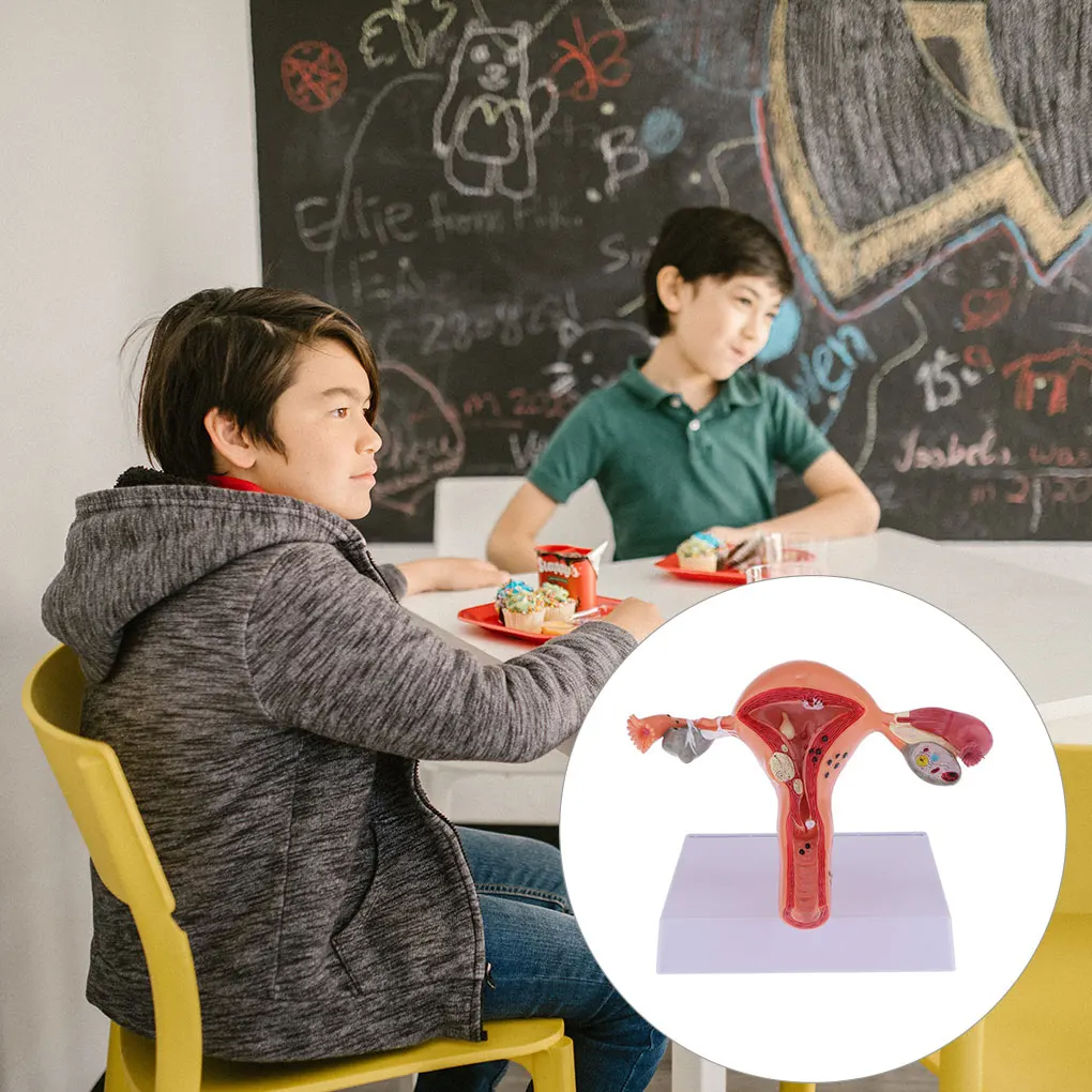 

Female Uterus Structure Biological Models Teachers Educational Experiment