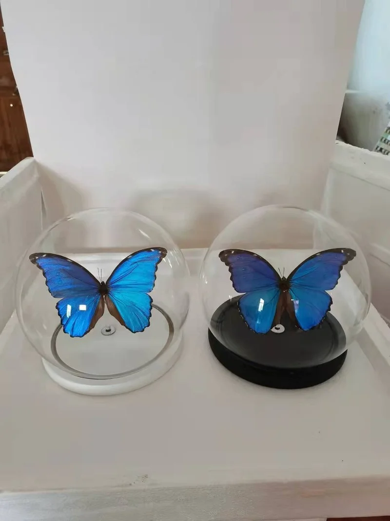 A1 Morpho menelaus menelaus  Brazilian national butterfly real butterfly specimen winging collection home decoration