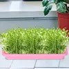 Seedling Sprouter Tray Microgreens Growing Trays Seedling Starter Tray Large Capacity Wheatgrass Grower Microgreens & Nursery 4