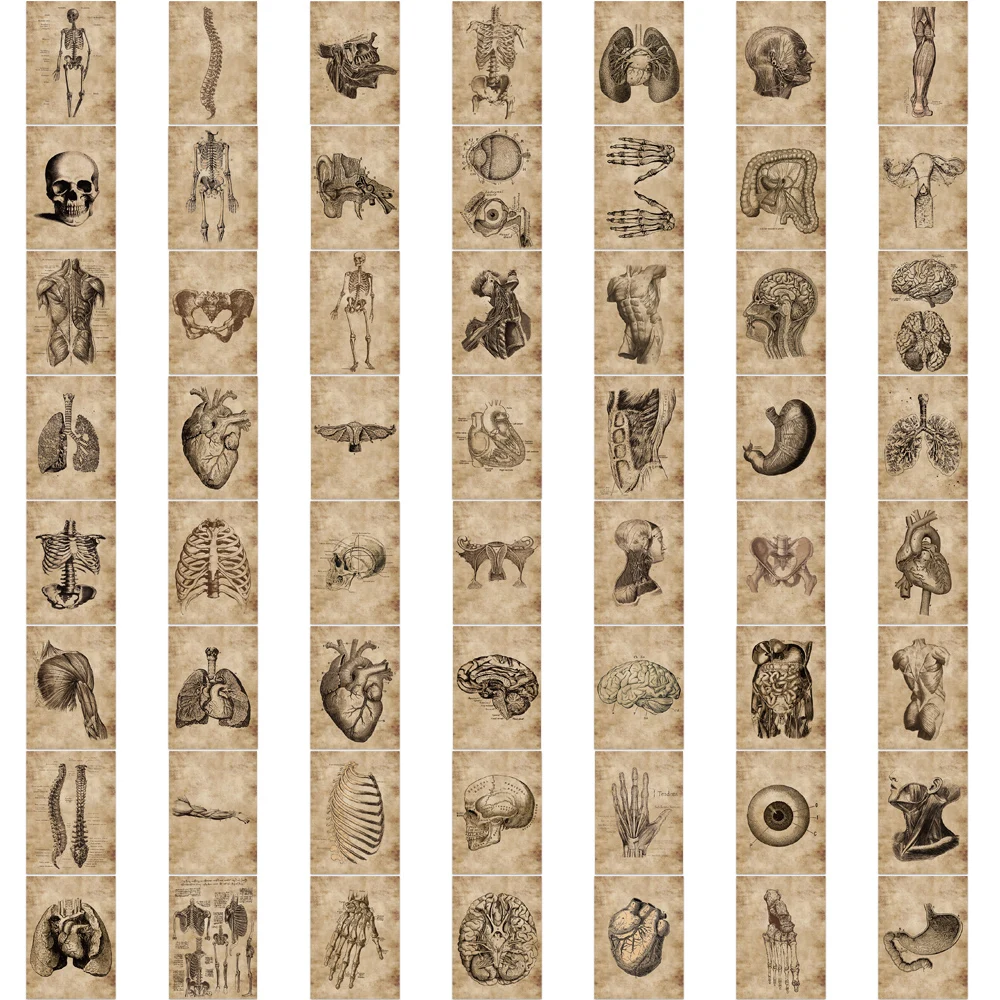 10/30/56pcs Anatomy and Physiology The Body Structure Stickers PVC Waterproof Toy Graffiti Skeleton Stickers For Luggage Decals 6