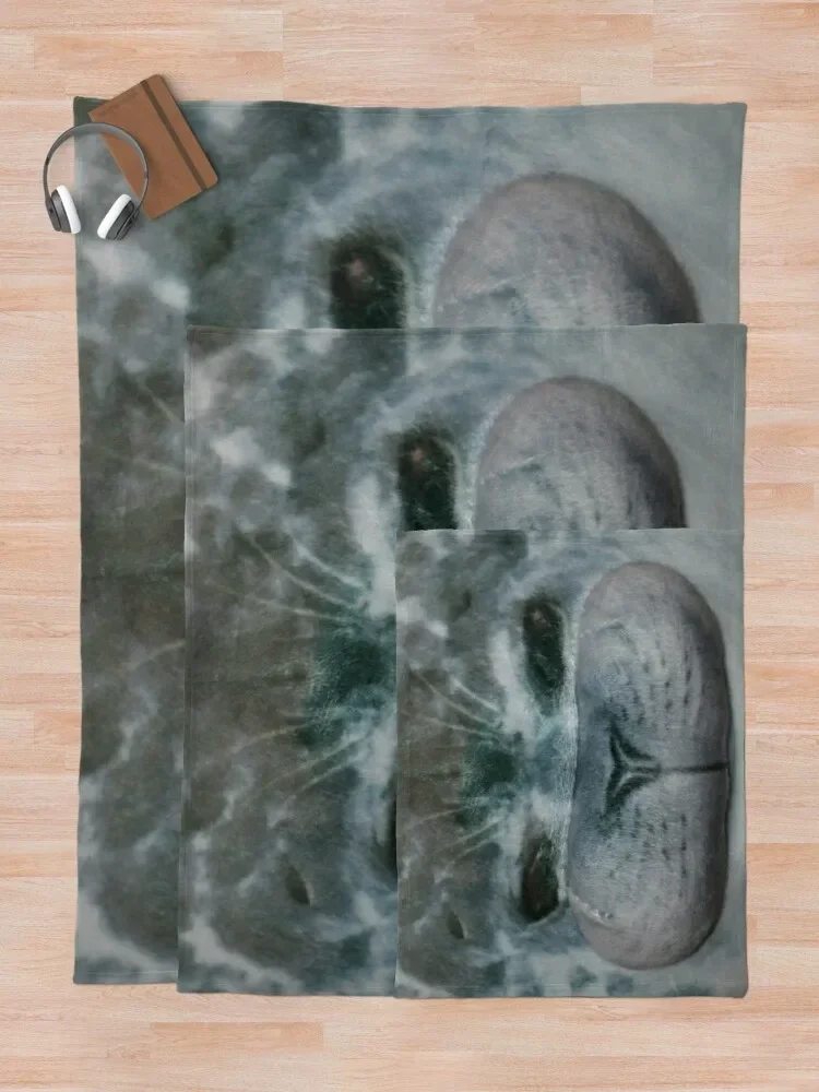 ������ ���� ���� ������ ���, ���� ħ��, ���õ� ��� ���� ��� ���