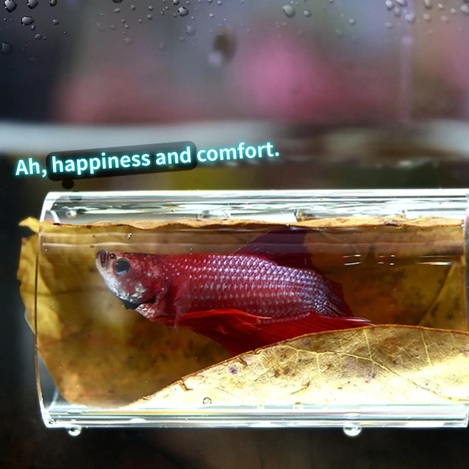 Betta Fish Acrylic Tube Tunnel Hollow Design Fish Tank Decorations For Better Observation Improves Betta's Health 1/2Pcs fish tank ornaments fish tank decorations aquarium ornaments