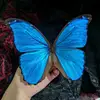 Real Butterfly Specimen Insect Student Teaching Science Exhibition Statues for Decoration Diy Carfs Home Decor 4