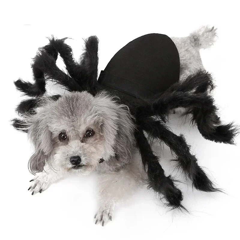 Cat wearing a Black furry spider costume