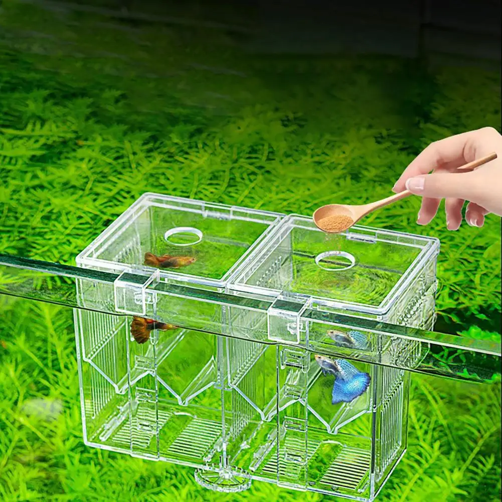 Mini Acquario In Acrilico Trasparente Con Scomparti Divisi Rimovibili Beta Fish Tanks Fish Bowl Per Gamberetti Di Pesce