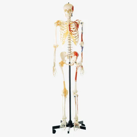 

Human Female Skeleton with One-side Painted Muscles(Female)