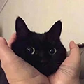 Soft cats Store
