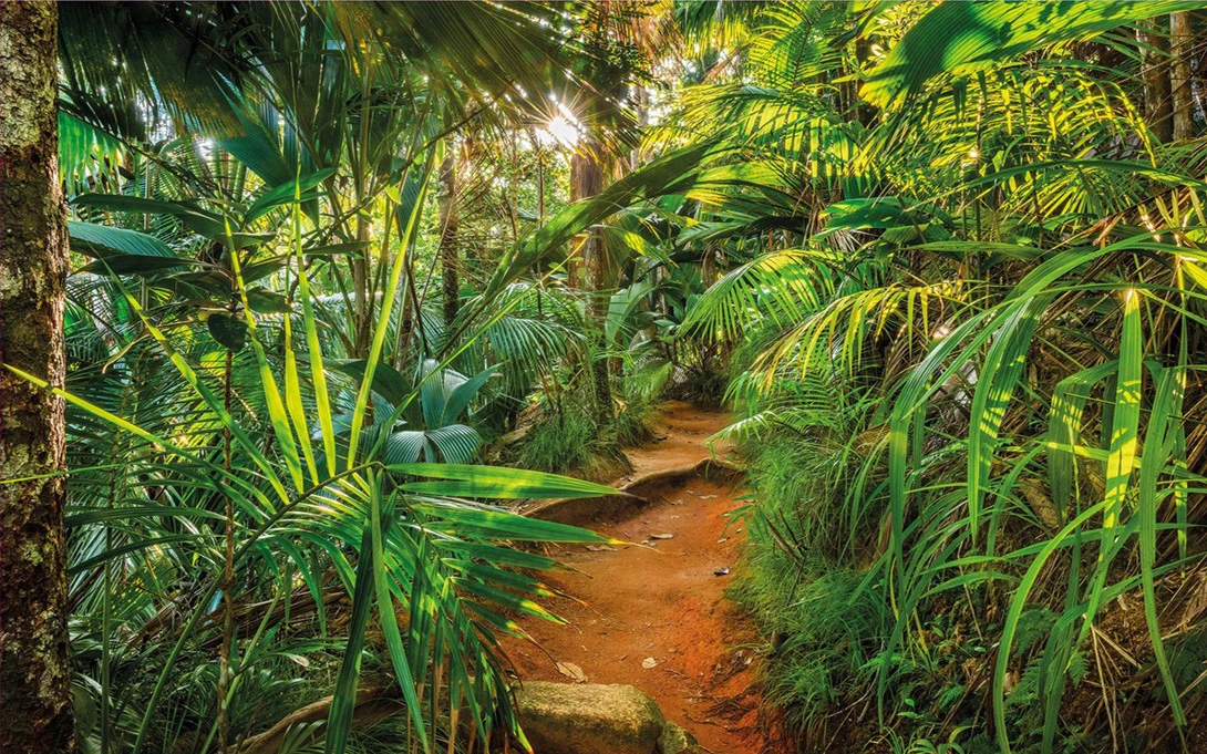 

Rain Forest Tree Jungle tropical leaves backdrops scenic background