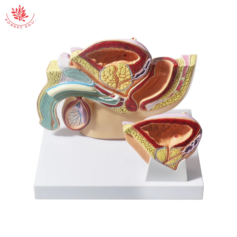 Male Pelvis Model Anatomical Genital Organ Pelvic Cavity of Prostate Anatomy Teaching Supplies Medical Science