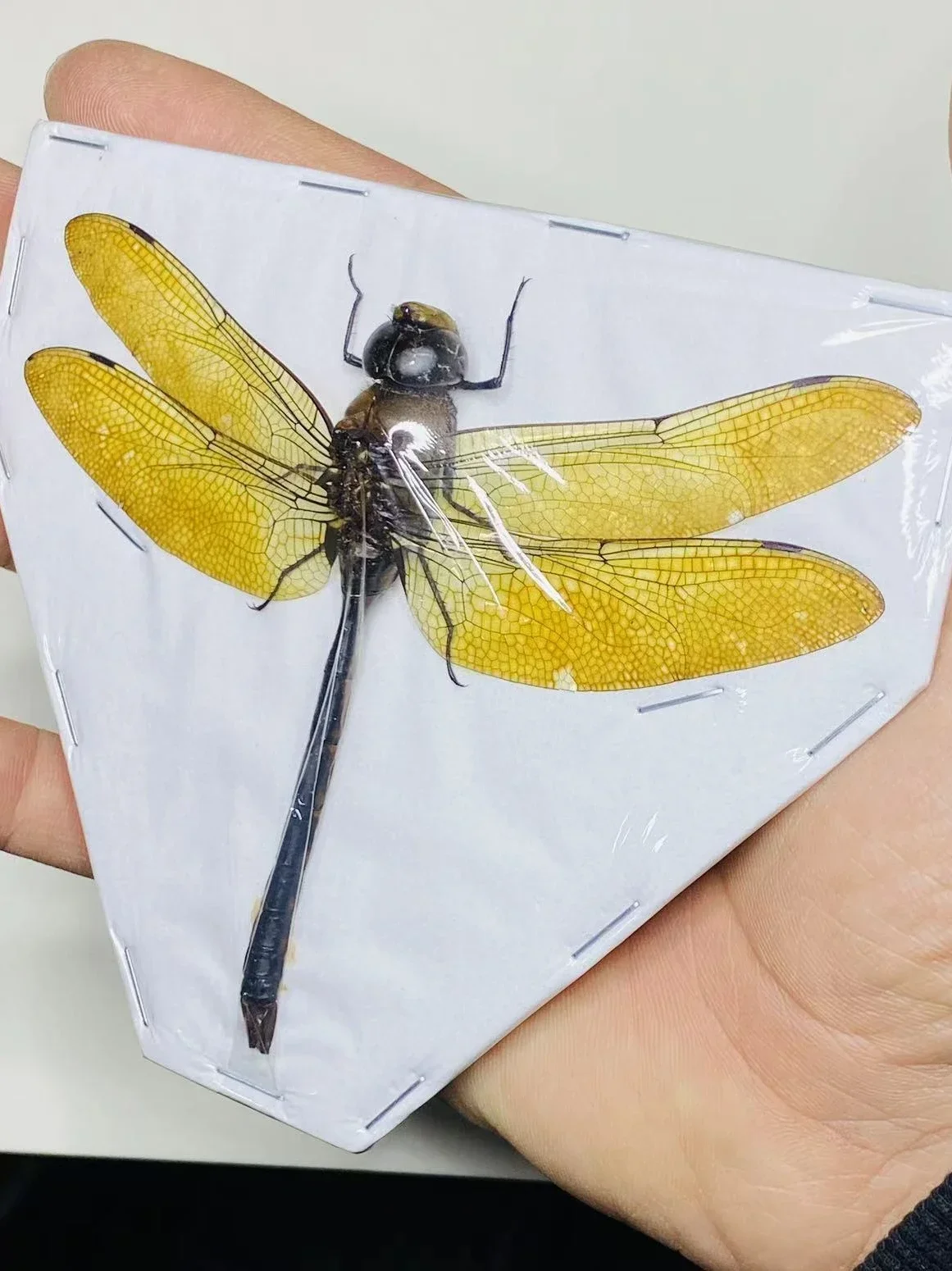 Thai Amber Dragonfly Specimen Gorgeous Ambragaeana Ambra True Insect Beetle Material Protozoa Home Decoration Accessories 2