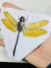 Thai Amber Dragonfly Specimen Gorgeous Ambragaeana Ambra True Insect Beetle Material Protozoa Home Decoration Accessories 2