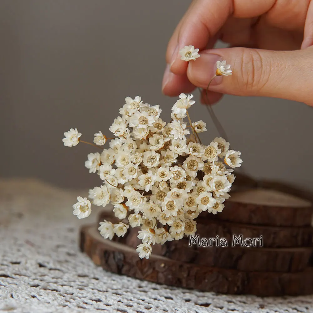 Preserved Little Star Flowers - 100pcs for Wedding and Home Decoration