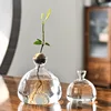 Avocado Hydroponic Vase Glass Storage Container Home Decoration Living Room Decoration Avocado Kernel Seeds Small Flower Vase 4