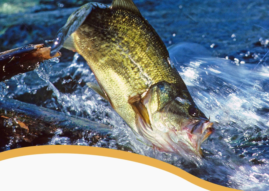 TPR schwimmender weicher Köder, 12 cm, 13,4 g, Angelköder, 5 Stück/Packung, weicher Kunststoff, Swimbait Z-MAN, MinnowZ, Paddelschwanz, weicher Wurm – Detail 3