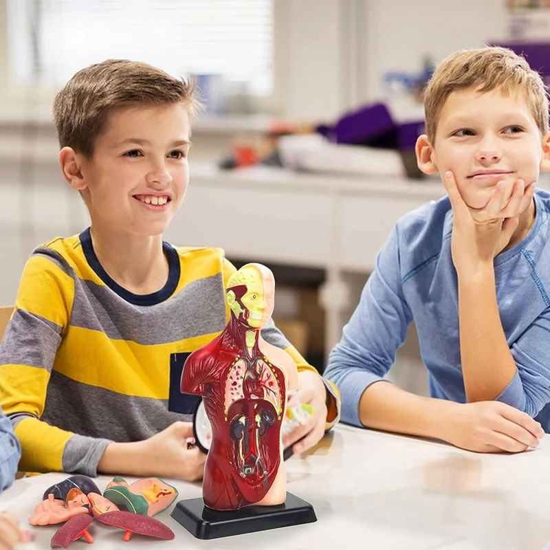 Human Body Model For Kids Plastic Human Torso Anatomy Model Toys 8 Pcs Removable Anatomy Doll With Heart & Organs anatomy model toys