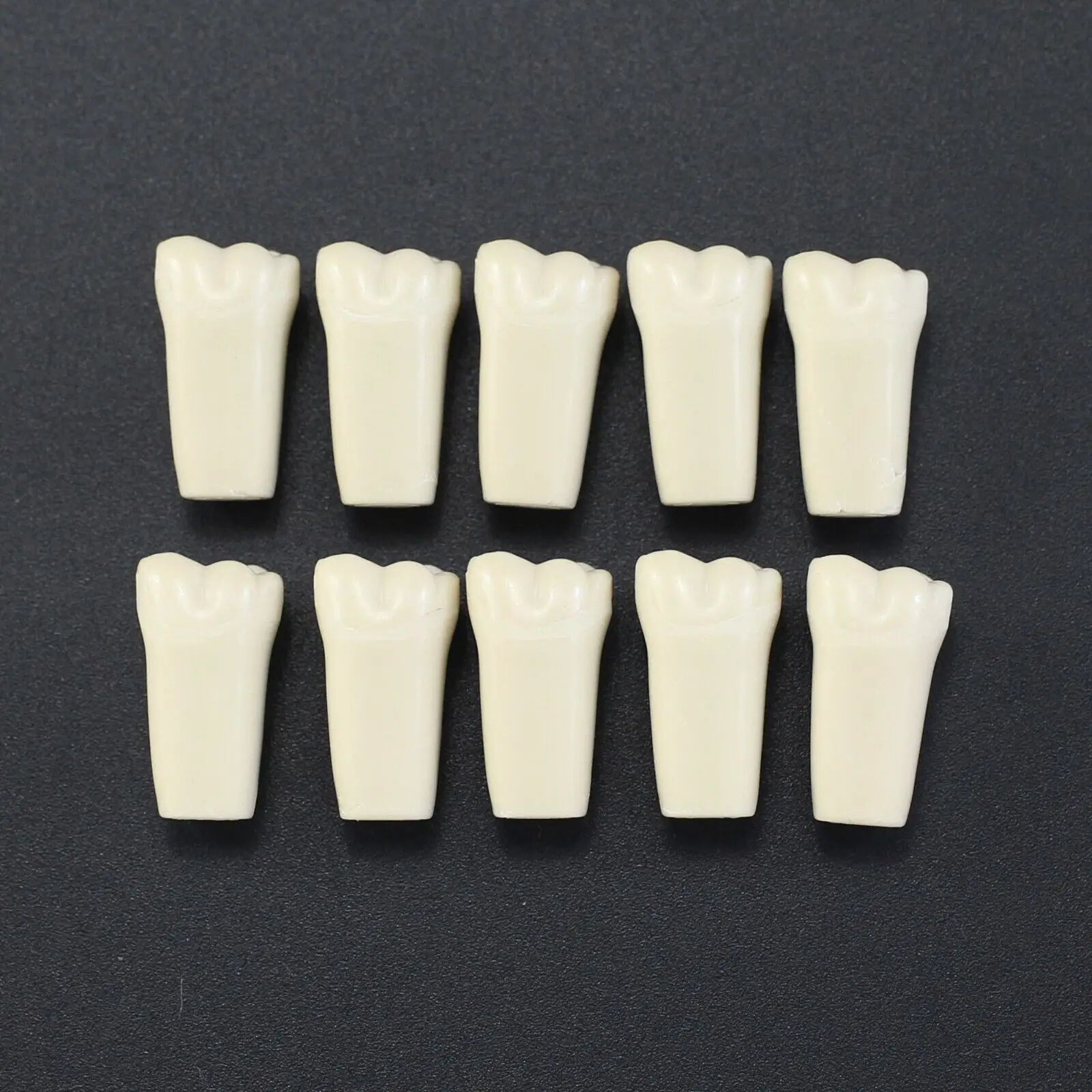 치과 Typodont Columbia Dentoform 860 타입 32 치아 제거 가능, 치과 실습 Typodont 치아 모델