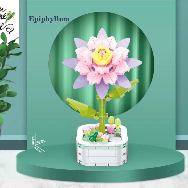 103C-Epiphyllum
