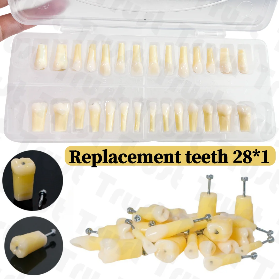 28 Piece Dental Molar Vitro Teeth Decay Caries Tooth Model Set for ...