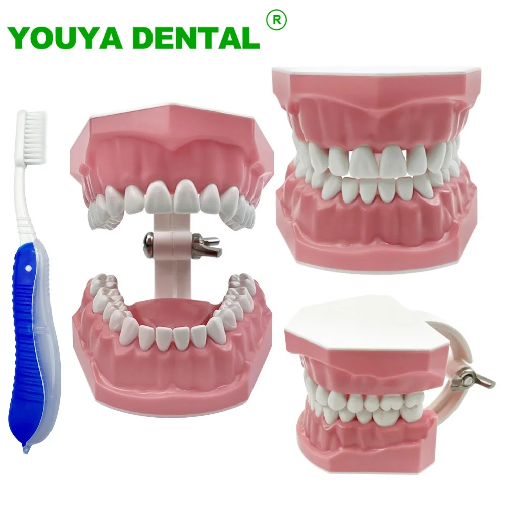 

Dental Education Model With Toothbrush Standard Brushing Teeth Teaching Study Model Standard Typodont Demonstration Denture Mode