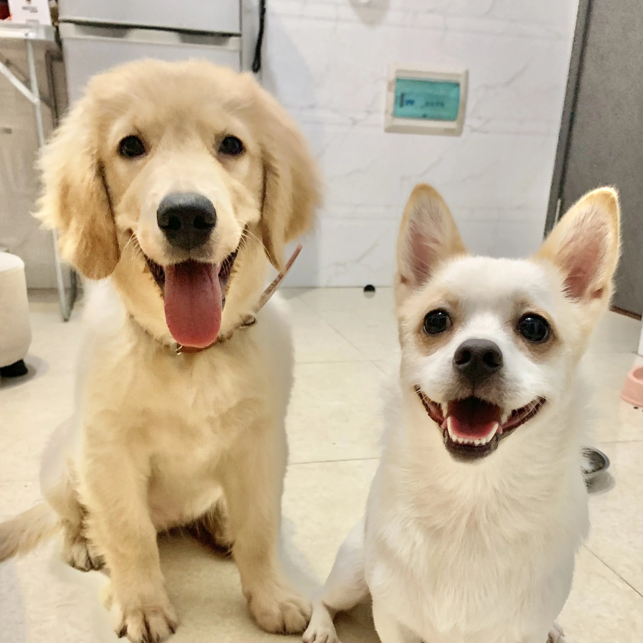 I love our Pet Store