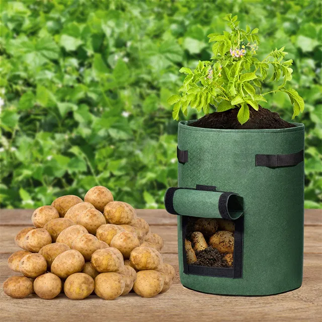 Burgonyazsák És Zöldségvödör Eper Táska Pe Spárga Korona 2 Éves Napraforgó Madarak Fű 20 Lb - Image 3