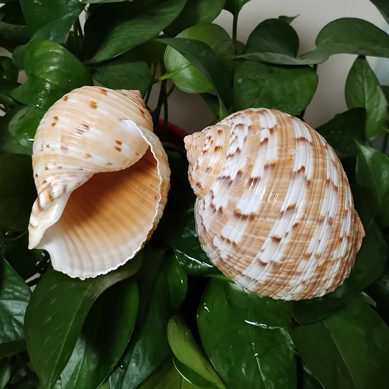 Conch Shell Decoration 9-10CM Tonna Dolium Shell Big Partridge Tun Seashell for Collection Wedding Decorations Fish Tank DIY Party and Table Decor