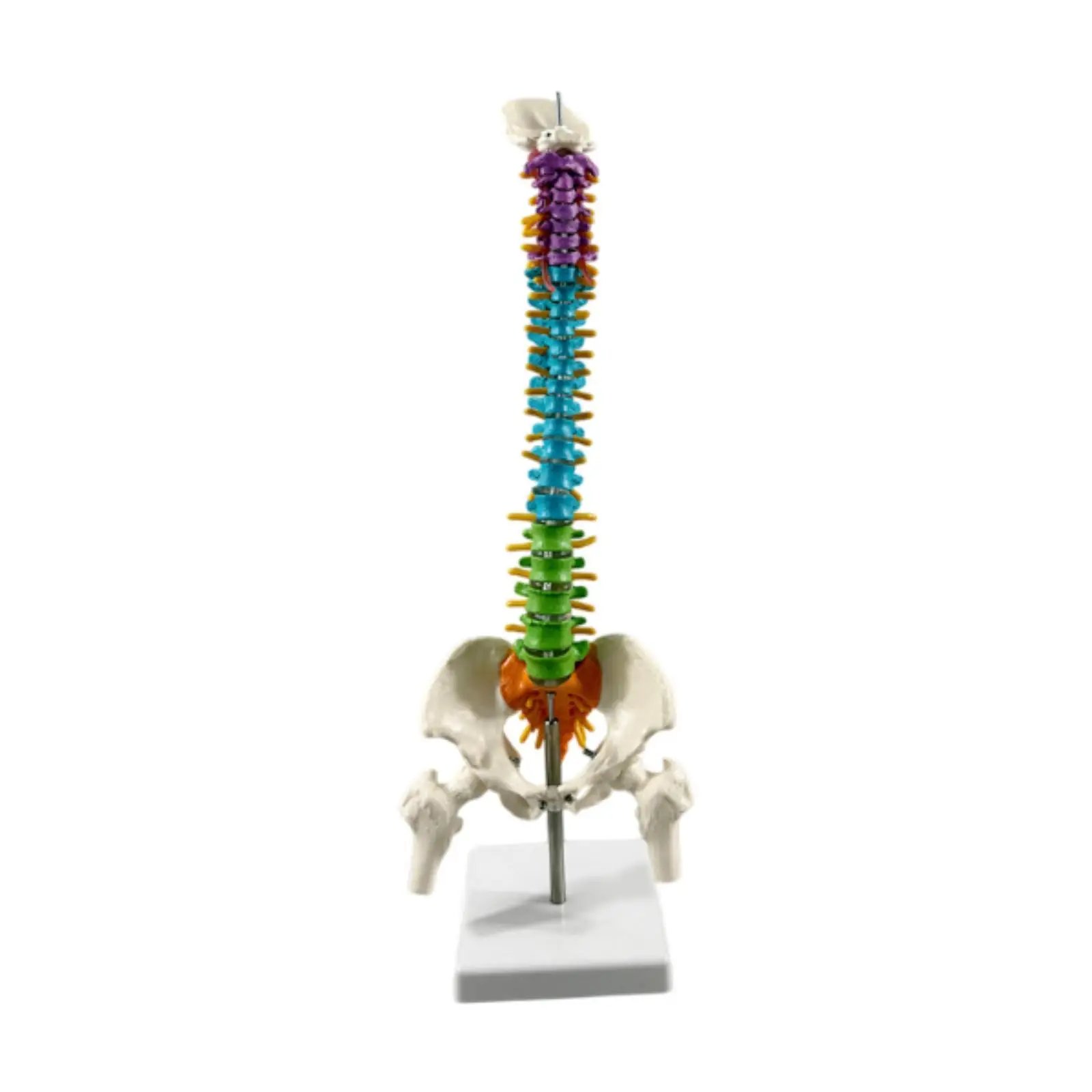 Flexible Human Spine Model 1