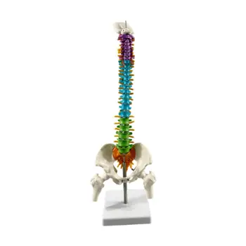 Flexible Human Spine Model 1