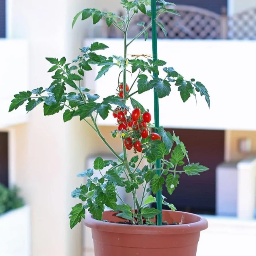 25pcs 대나무 식물 말뚝, 식물 스틱 지원, 꽃 식물 지원 나무, 실내 원예 식물 지원, 나무 기호 게시 G