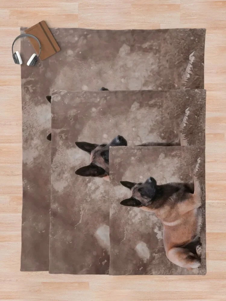 Malinois���⿡ ��ġ��-Mechelaar ��ô ���, ����� �ö���, ǫ���ϰ� ǫ���ϰ� ǫ���� �Ϳ��� ���