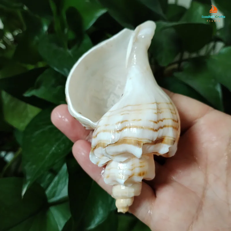 9-11CM Neptunea Cumingii Sea Shell Large Conch Conch Specimen Collection Fish Tank DIY Photography Props