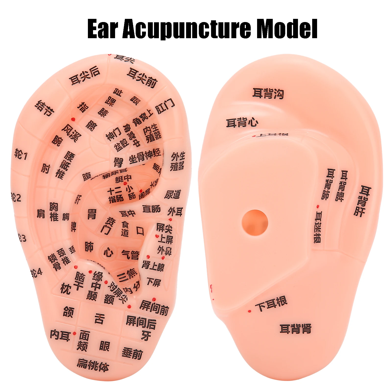 13cm Ear Acupoint Model Ear Zone Model Ear Acupoint Pressure Point Learning Human Acupuncture Model Human Ear Acupuncture Model