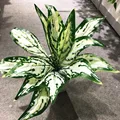 45cm J