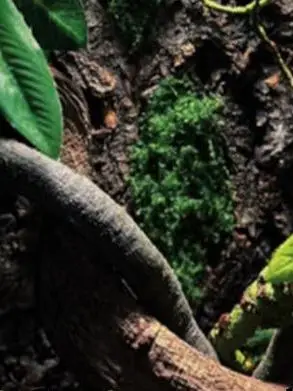 l Dragon Vine Branches for Pet Reptiles And Amphibians Crab Snail Tanks Decoration Climbing Lizards Geos Chameleons