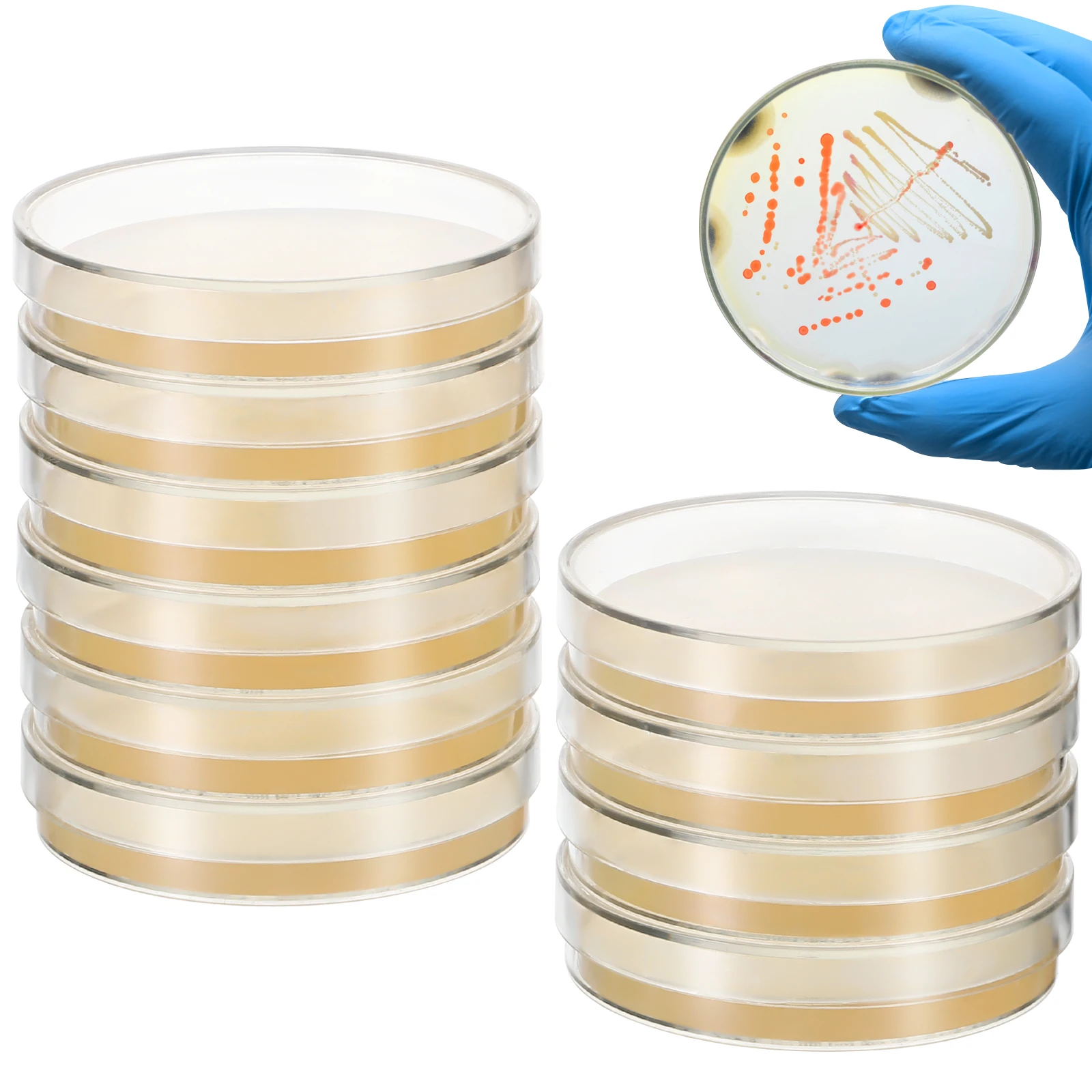 20 Pcs Cell Culture Plate Science Lab Equipment Party Decorations Experiments Agar Plates Mycology Prepoured