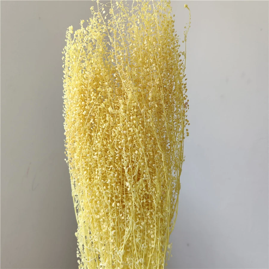 Wholesale Natural Preserved Green Bell Grass in Glass Cover