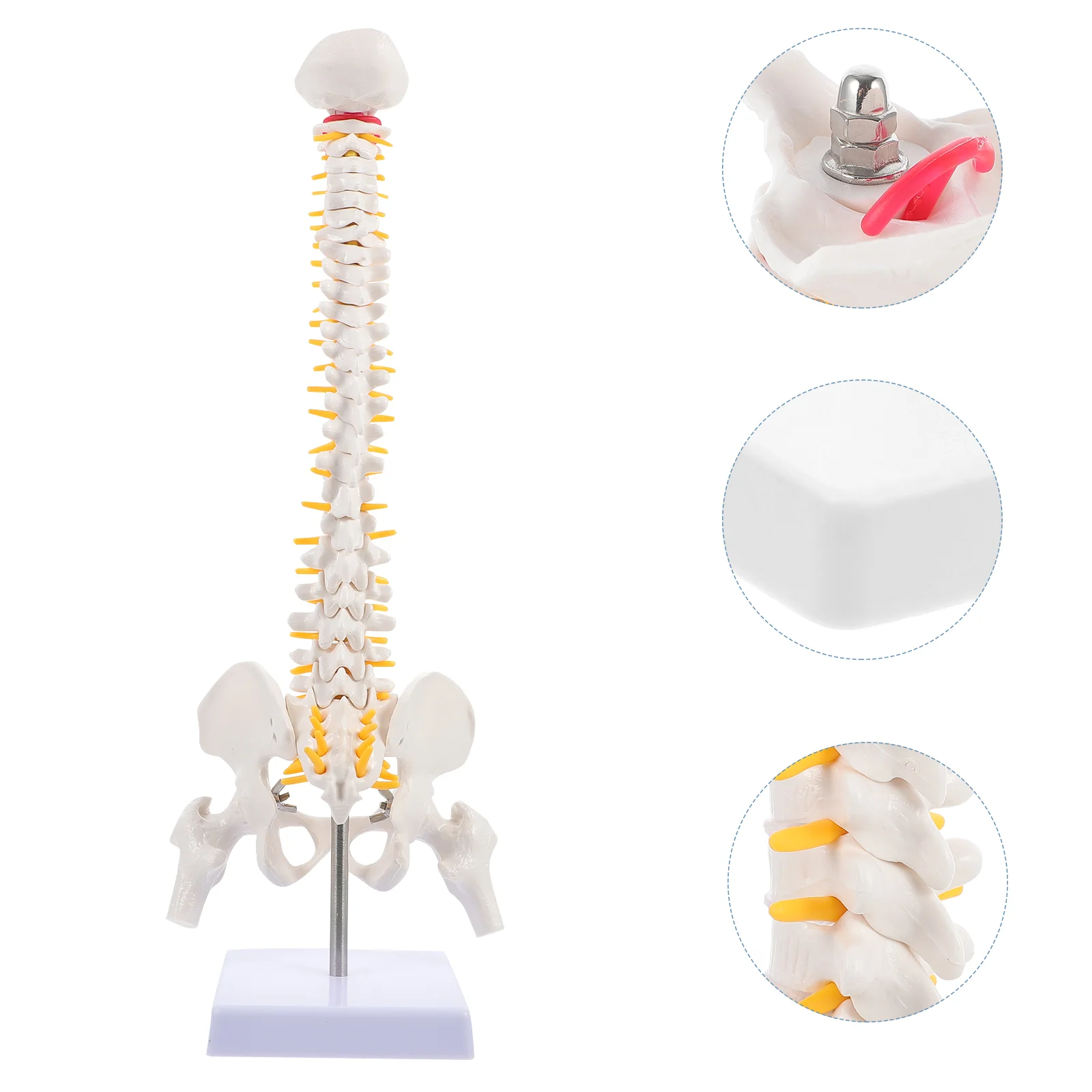 

Human Spine Model Models Tailbone Anatomy Body for Hospital Doctor Medical Pvc Vertebral Column