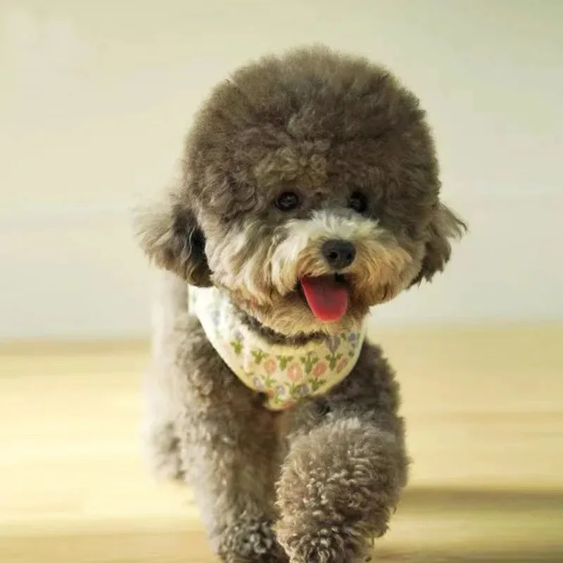 Autumn Winter Puppy Dog Vest Knitted Small Flower Vest Small Dog Warm Sweater Ins Wind Cat Two-legged Pet Clothes Costume dog clothes dog vest