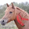 Portable Horse Sweat Scraper Grooming Shaving Cleaning Horse Mane and Tail Brushes with Handle Equine Care Tool Accessories 1