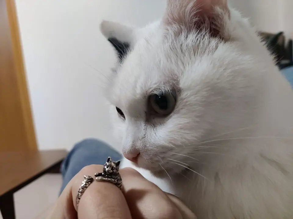 OTOTO Tagliapizza a forma di gattino, in acciaio inox, divertente gadget da cucina e regalo da