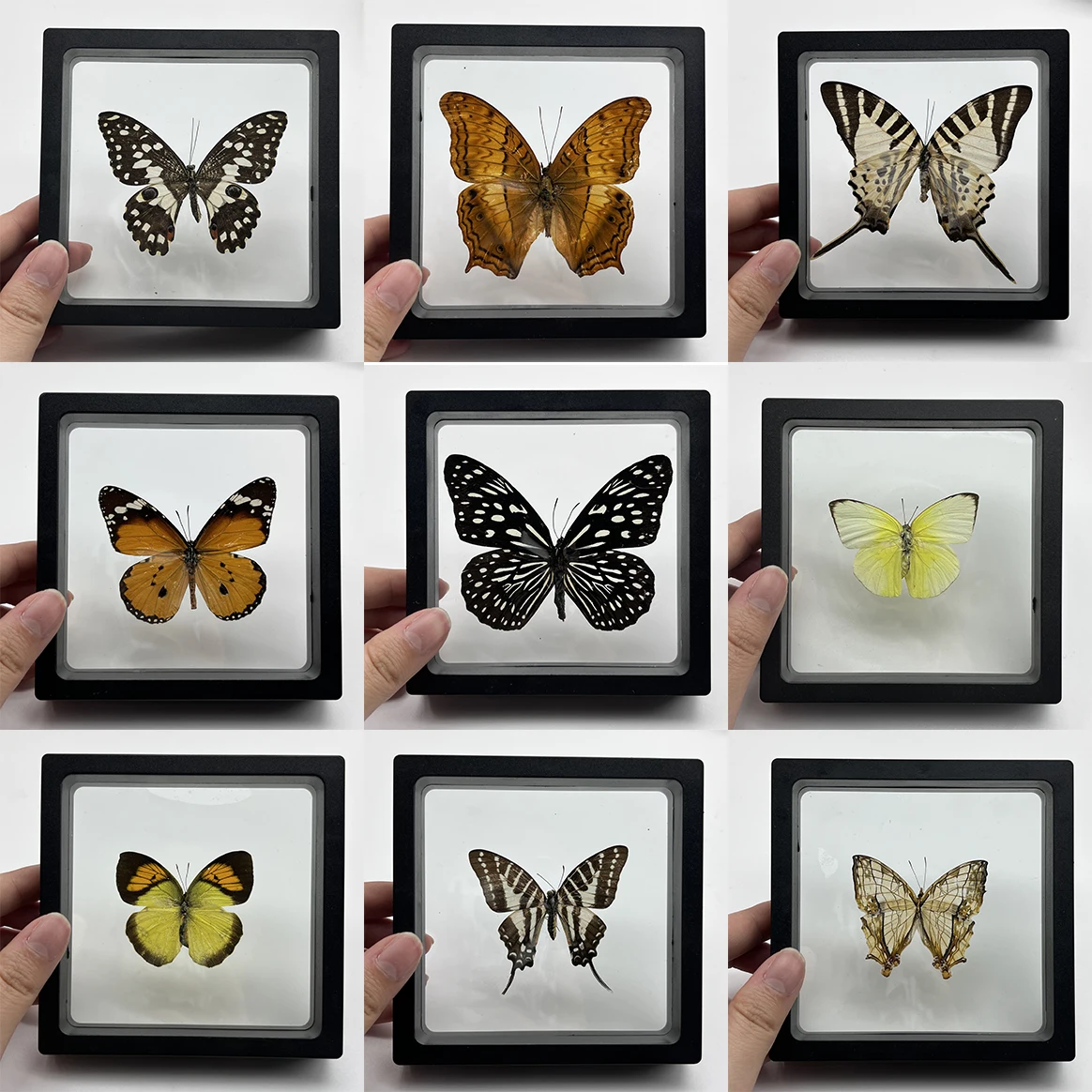 1pcs Real Butterfly Specimen Insect Home Decor Photo Frame   Desk Decoration Figurines Birthday Gift Teaching Training 3