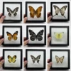 1pcs Real Butterfly Specimen Insect Home Decor Photo Frame   Desk Decoration Figurines Birthday Gift Teaching Training 3