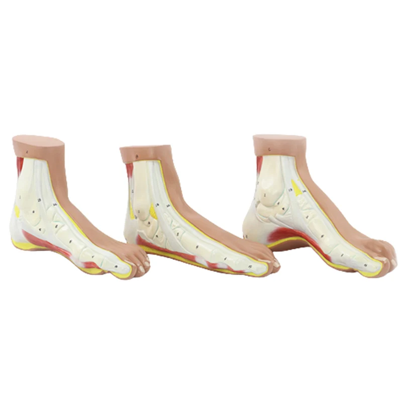 평생 인간 일반 플랫 아치 발 해부학 모델 PVC 의료 해부학 학교 실험실 용품, 1 개