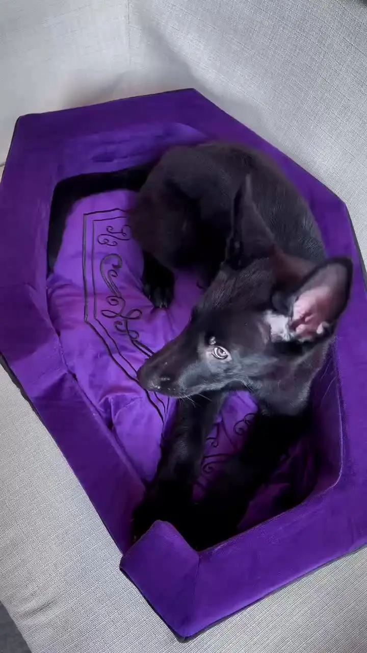 thumbnail image 2 of Halloween Cat Bed – Soft Cozy Pet House For Cats & Small Dogs 2 of 12