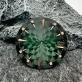 Green rose