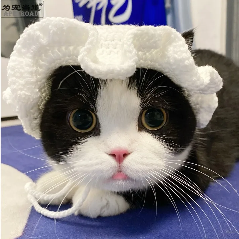 Chapéu bonito para gato desenho dos desenhos animados vestir-se traje  animal de estimação boné manter quente headwear cosplay acessórios para  gatos cães pequenos y5gb - AliExpress