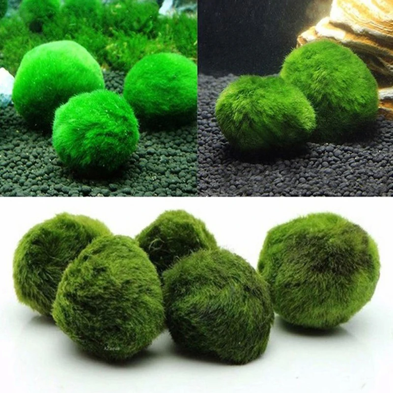 3-4Cm Marimo Moss Balls Live Aquarium Plant Alghe Pesce Gamberetti Serbatoio Ornamento Simulazione Palline Di Alghe Verdi Pianta Artificiale