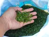 100 Cts Natural Olive Green Peridot Rough loose Gemstone lot 5